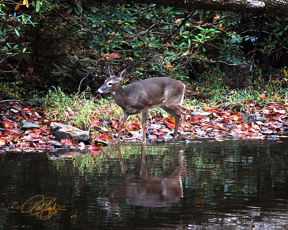 Deer on Abrams Creek