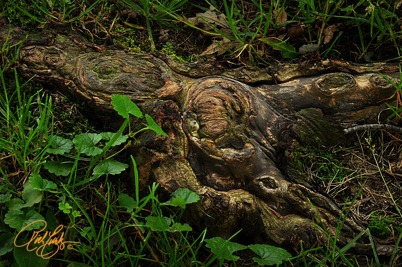 Roots