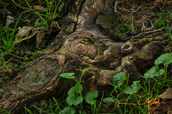 Roots