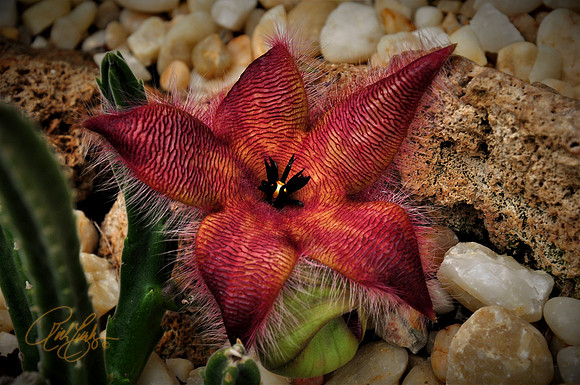 Carrion Flower