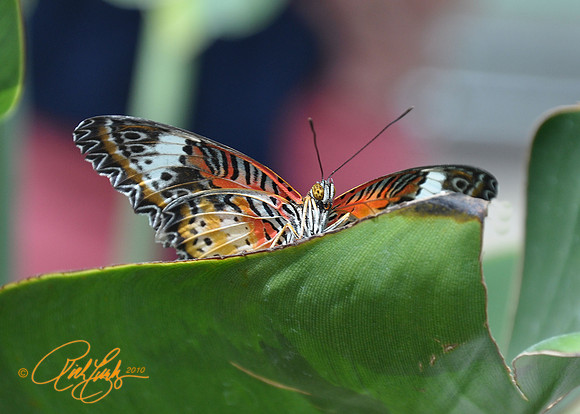 Portrait of a butterfly