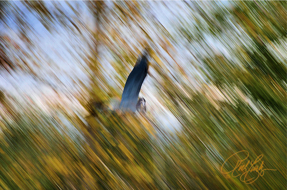 Great Blue Heron